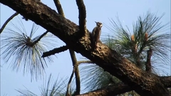 Dryobates stricklandi