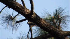 Dryobates stricklandi