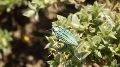 Ectinogonia speciosa