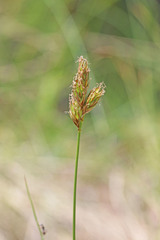 Carex petasata
