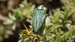 Ectinogonia speciosa