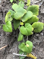 Kedrostis nana