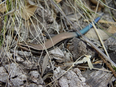 Plestiodon callicephalus