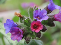 Pulmonaria longifolia