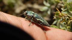 Ectinogonia speciosa