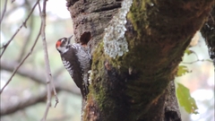 Dryobates stricklandi