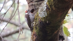 Dryobates stricklandi