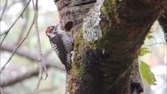 Dryobates stricklandi