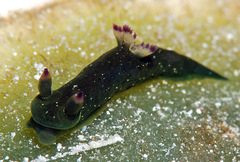 Tambja kava