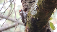 Dryobates stricklandi