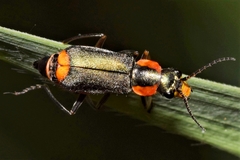 Clanoptilus marginellus