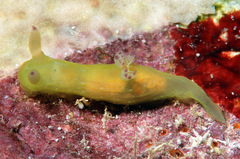 Tambja kava