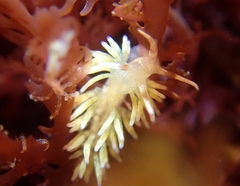 Cuthona hamanni
