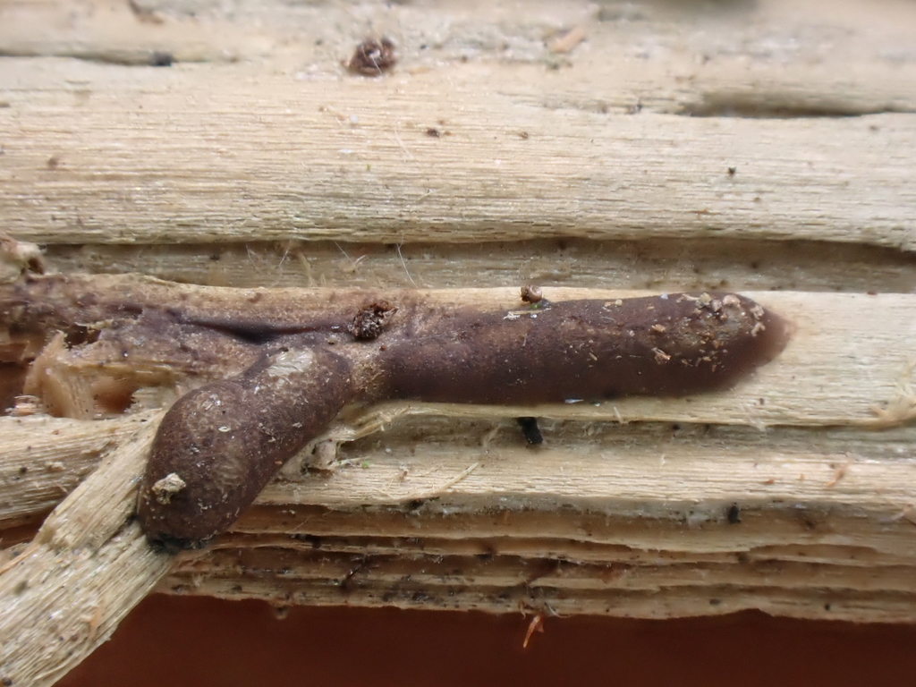 Enteridium variabile