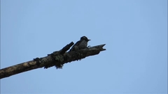 Dryobates stricklandi