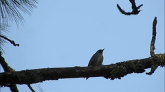 Dryobates stricklandi