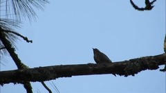 Dryobates stricklandi