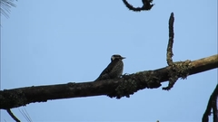 Dryobates stricklandi