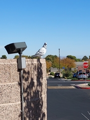 Columba livia domestica
