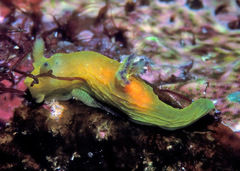 Tambja kava