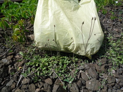 Pilosella macrostolona