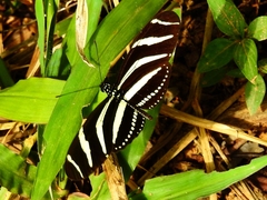 Heliconius charithonia