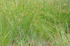 Carex vallicola