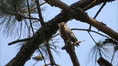 Dryobates stricklandi