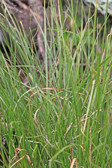 Carex vallicola