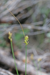 Carex vallicola