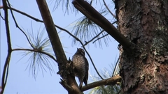 Dryobates stricklandi