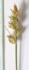 Carex vallicola