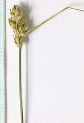 Carex vallicola