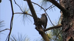 Dryobates stricklandi