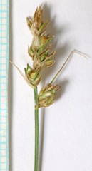 Carex vallicola