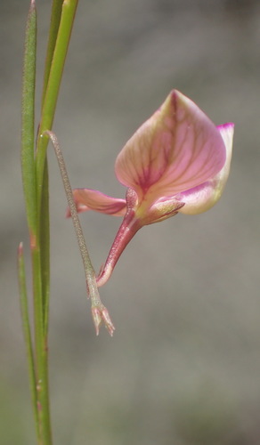 Image of Polygala refracta by (c) Nicola van Berkel, some rights reserved (CC BY-SA)