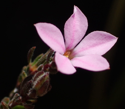 Image of Acmadenia rupicola by (c) Nicola van Berkel, some rights reserved (CC BY-SA)