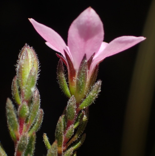Image of Acmadenia rupicola by (c) Nicola van Berkel, some rights reserved (CC BY-SA)