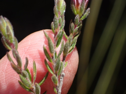 Image of Acmadenia rupicola by (c) Nicola van Berkel, some rights reserved (CC BY-SA)