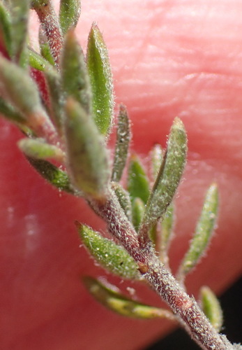 Image of Acmadenia rupicola by (c) Nicola van Berkel, some rights reserved (CC BY-SA)