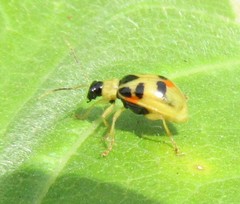 Cerotoma ruficollis