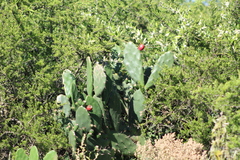 Opuntia × cristalensis, photograph demianlescano, CC0, iNaturalist via GBIF