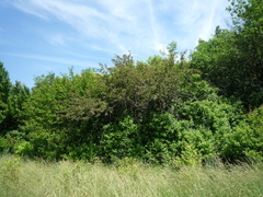 Malus niedzwetzkyana