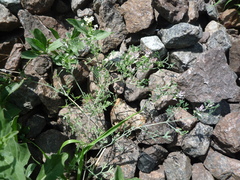Fumaria parviflora