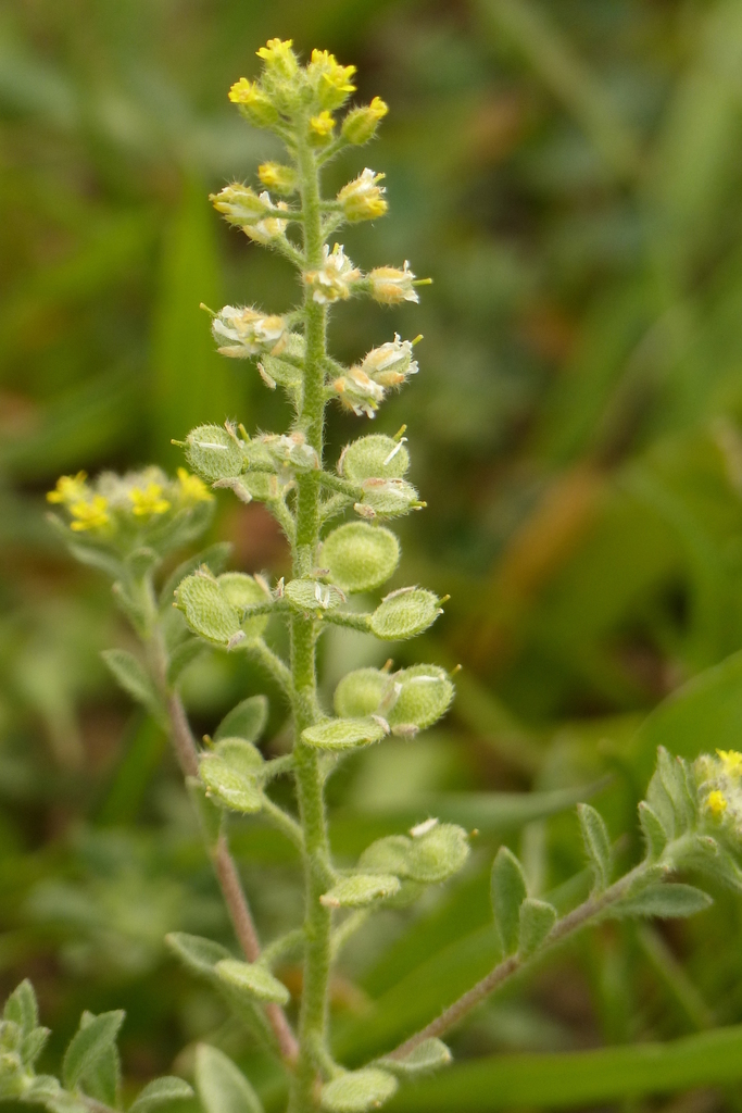 Field Alison (Plants of Chatfield State Park) · iNaturalist