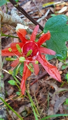 Passiflora aurantia aurantia