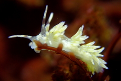Cuthona hamanni