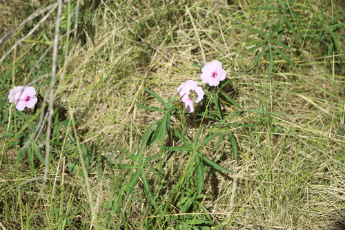 Ipomoea platensis, photograph 1