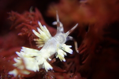 Cuthona hamanni