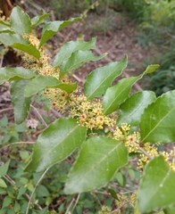 Xylosma flexuosa